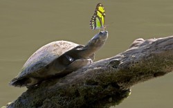 Amazon River Turtle With Hitchhiker (By Nate Chappell)