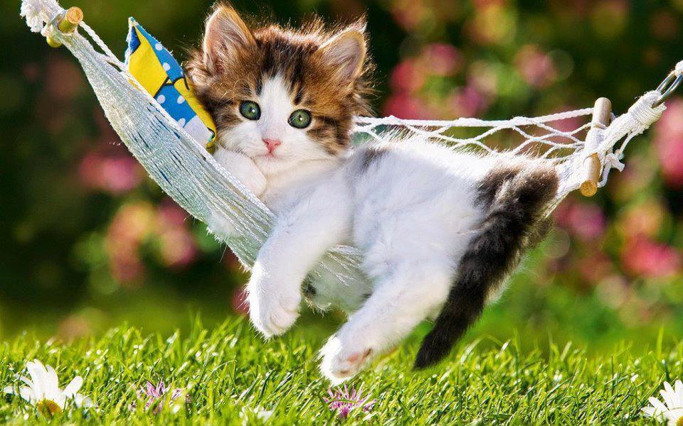 CATS, Cats, and MoRe cats!!!