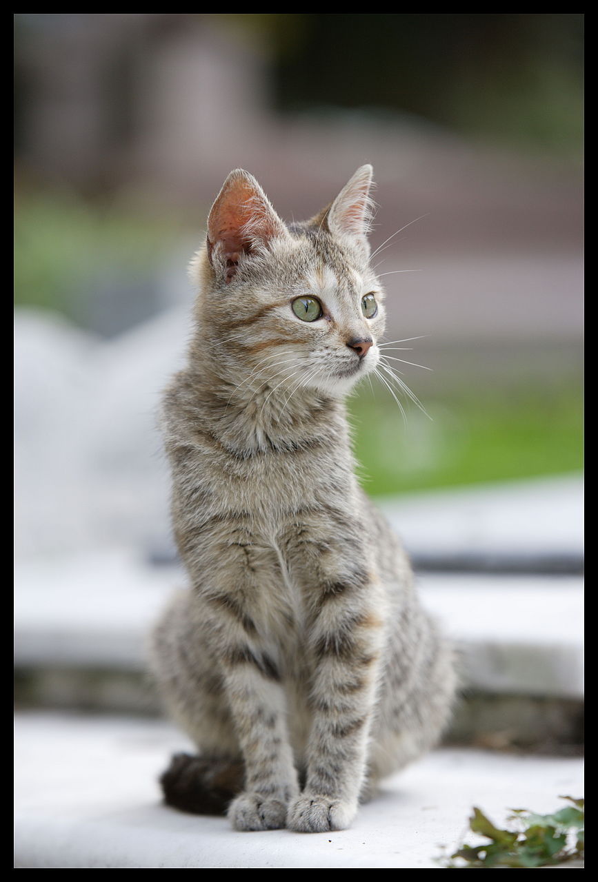 Meow.