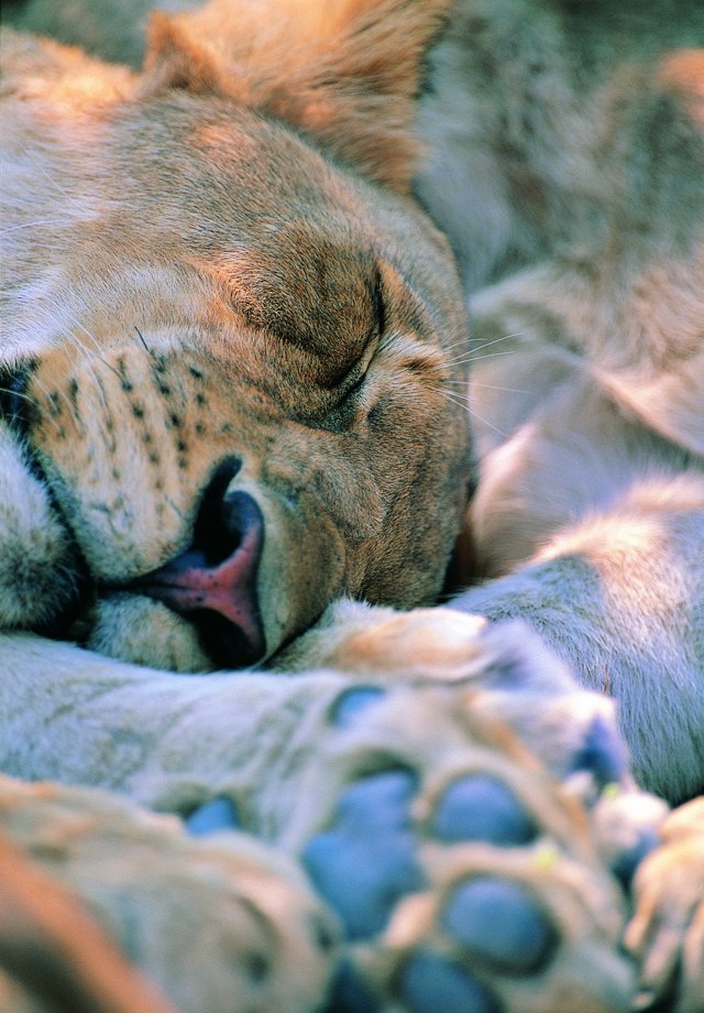 lucerne28:  At rest. So cute.  