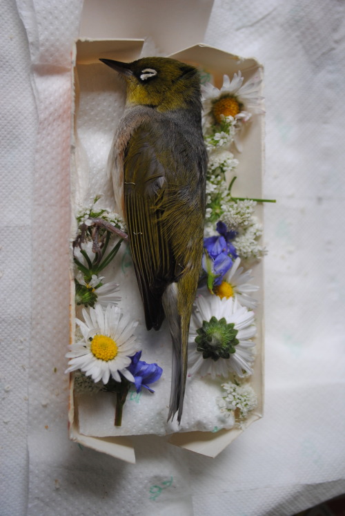   dandelionss: I found this poor little bird outside, he had just died. I made him a mini coffin and buried him ♥   