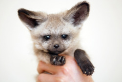 animalgazing:  Bat eared fox by floridapfe on Flickr. 