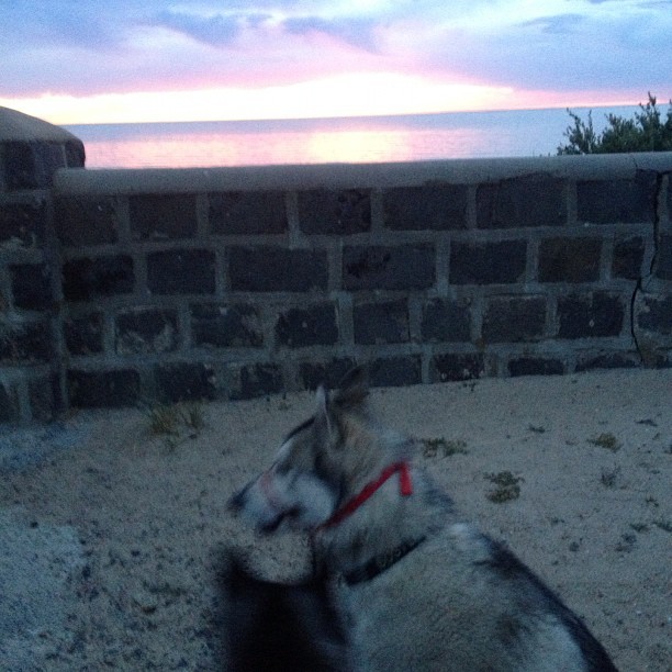 Got the #kids at the beach! #boston #husky #huskies_of_instagram #carladestruction