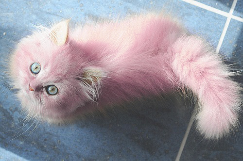 ohh-fuck-theres-clowns:Pink kitty !