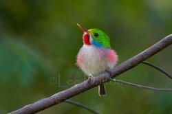 funnywildlife:  Cuban Todiby Lee Dalton Photography