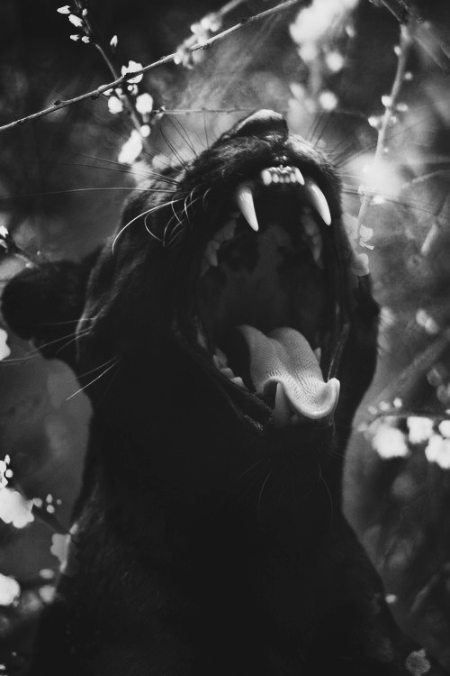 MELODRAMA