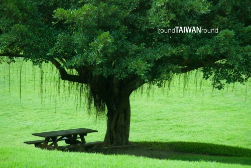 Flying Cow Ranch There is no such a cow able to fly in the ranch, but Flying Cow Ranch (飛牛牧場) is nam