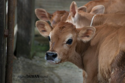 Flying Cow Ranch There is no such a cow able to fly in the ranch, but Flying Cow Ranch (飛牛牧場) is nam