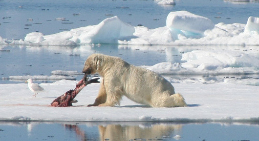 What do polar bears eat and how is their food threatened?
The animals have adapted over tens of thousands of years to an environment that is growing increasingly fragile.