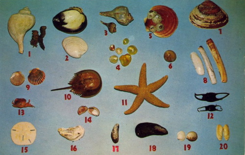 bad-postcards:SHELL-SHOCKEDSeashells found along the waters of Cape Cod. These shells were collected