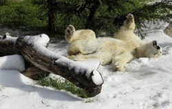 discoverynews:  housingworksbookstore:  buzzfeed:  For Pike The Polar Bear’s 30th birthday, the San Francisco Zoo brought in some snow. You could say she was pretty excited about it.  Polar bears don’t even know what a birthday is! That’s crazy!