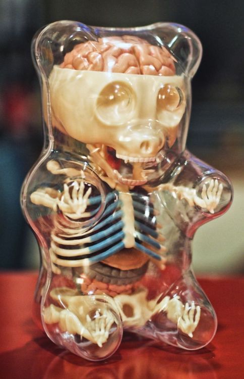 lost-in-the-seas:  nikolawashere:  Gummi Bear Anatomy  ☽