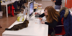 buzzfeed:  BREAKING: Lil’ Bub hired as