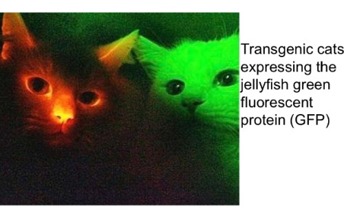 cutest-cats: We’re talking about glowing cats in my bio lecture right now :3 haha