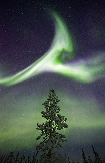 p1kachu - Treetop Aurora, Sweden