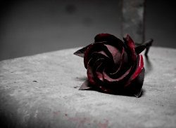 darkface:  Steel Rose by ~Sudlice 