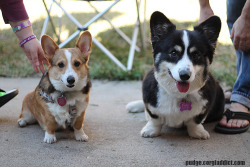 Corgiaddict:  Insanecorgi:  Poopster:  This Is Pudge Next To Taffy. Pudge Is A Ham