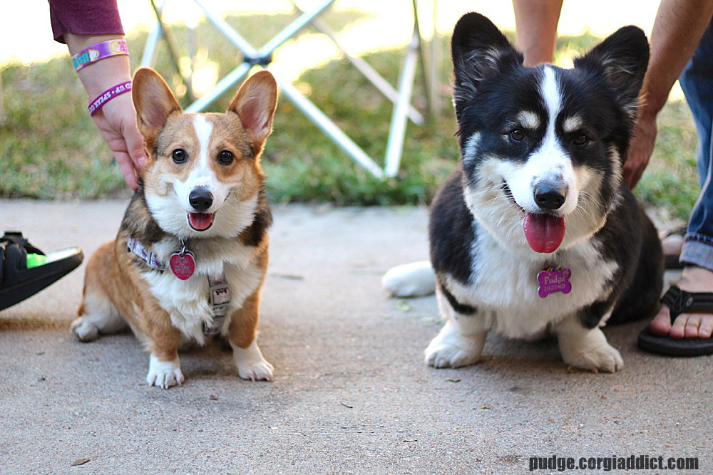 corgiaddict:  insanecorgi:  poopster:  This is Pudge next to Taffy. Pudge is a ham