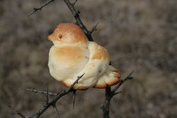 azizansafari:  squidwurd:  nature is beautiful  is that a croissant 