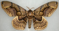 fadamariposa:  Brahmaea hearseyi male Sematura