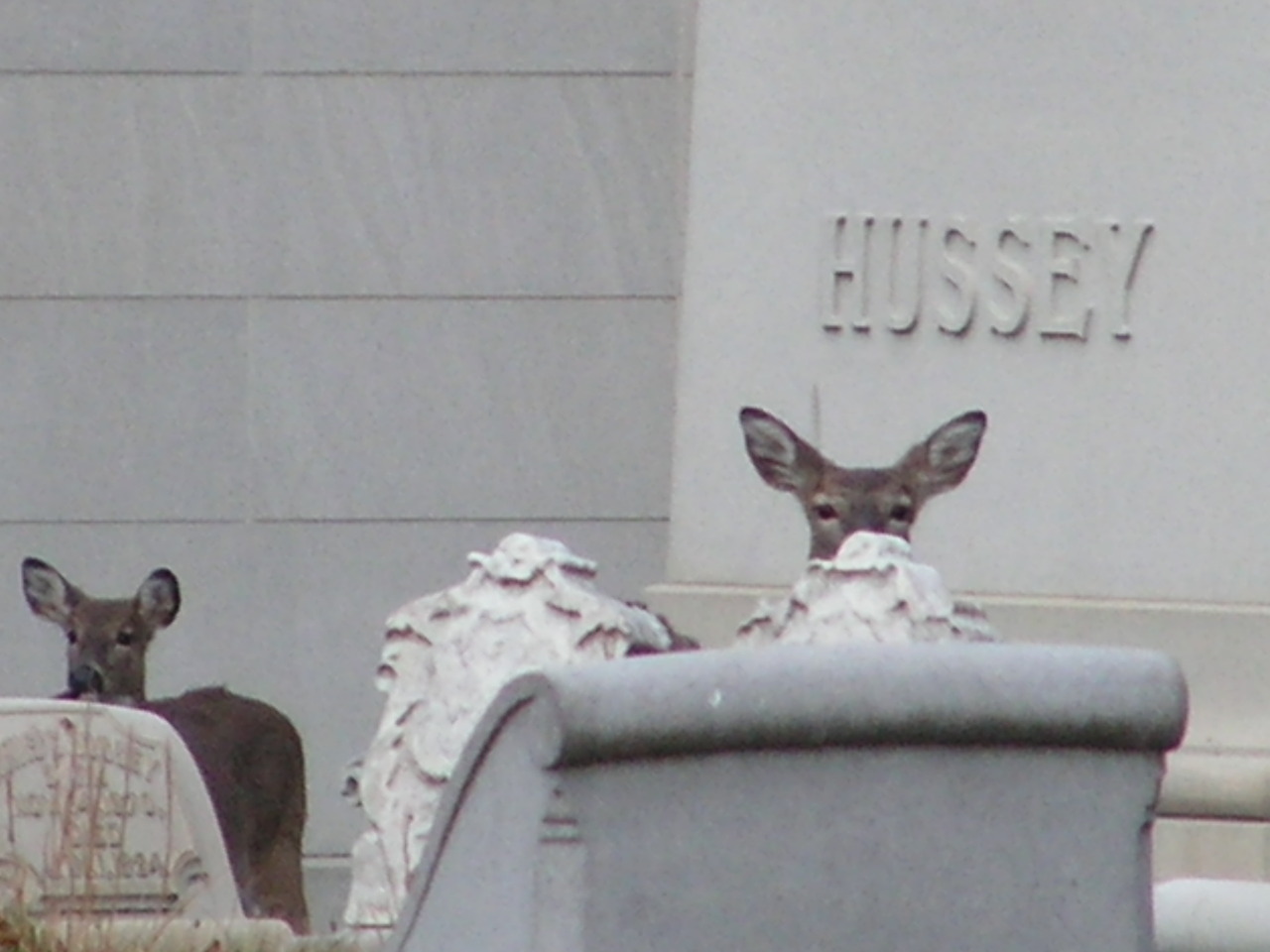 g63heavenonearth:  Allegheny Cemetery 112012-31 