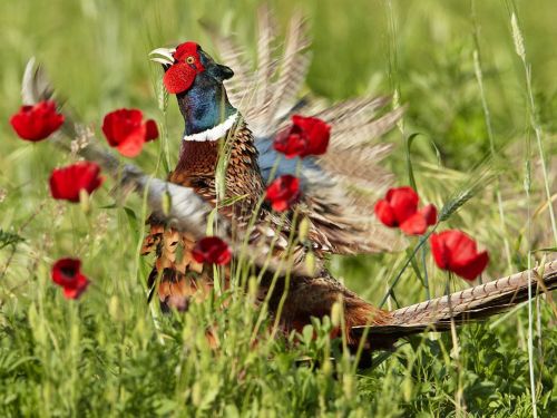 theanimalblog: Pheasant, Italy by Michael Giaccaglia