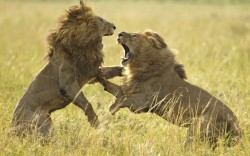 Game Of Thrones (Two Lions Battling On The Masai Mara In Kenya)