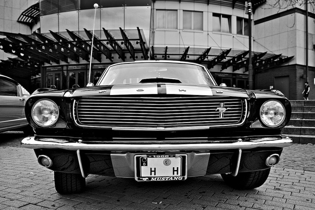 Ford Mustangs