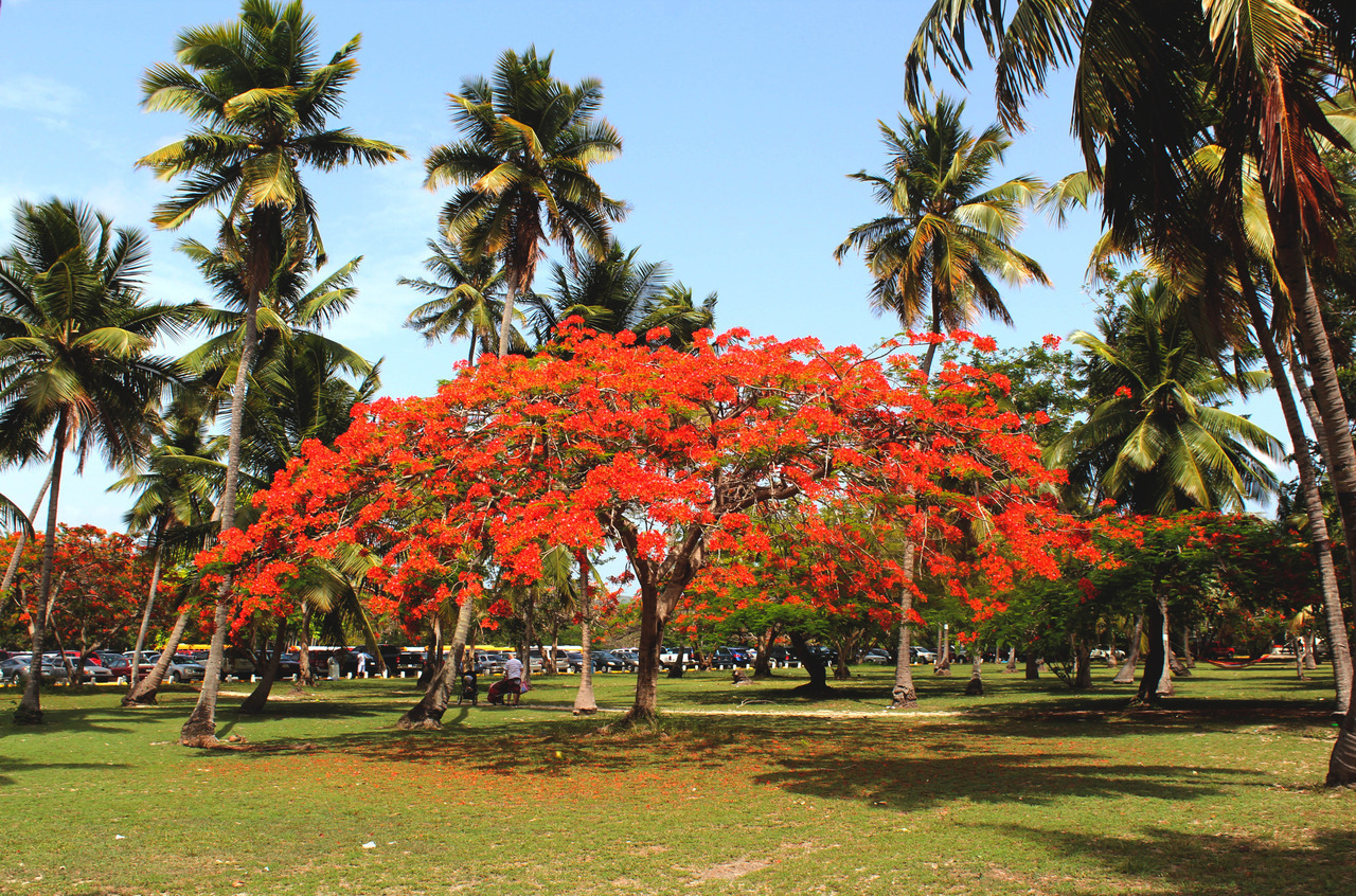 bayamontate:  corazonboricua:  Flamboyán, Boquerón, Cabo Rojo 2012 -Carlos Oliveras