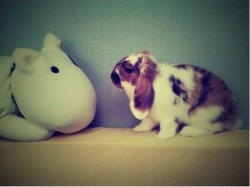 dailybunny:  Bunny Confronts and Conquers