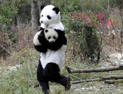 nukeskywalker:  lorizsister:  nukeskywalker:  lorizsister:  For Alex and Fely. Fely is caring the baby panda :}  That must mean that Alex SUCKS at being a dad and is never around….  I meant Alex is the baby panda. Cuz you’ve always called him that