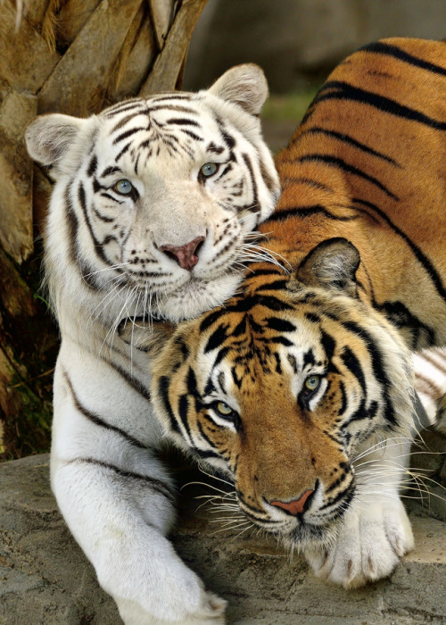earthandanimals:  Bengal Tigers. Photo by Bill Dodsworth 