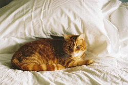 mayra-maahi:  Henry. (by emily*w) 