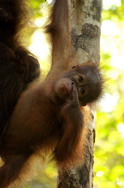 animals-plus-nature:picking my nose by Kfxposure on Flickr.