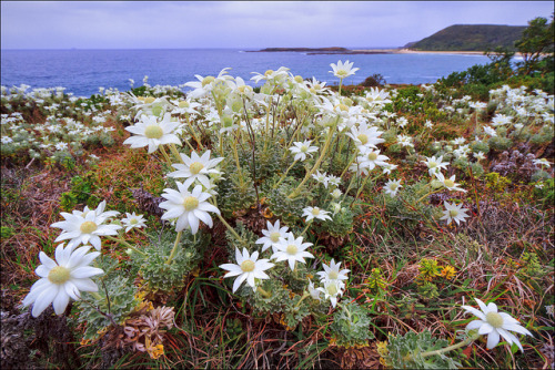 Coastal flannel flowers on Catherine Hill Bay, New South Wales, Australia (by Stevpas68).