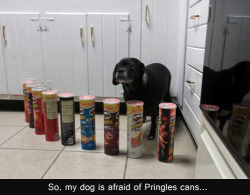 grubbsgrady:  thehiddenworldofthelostsoul:   *dies of both laughter and sadness*   holy fuck look at his eyes its like he’s possessed and the salt in the pringles are keeping him stuck there   awww poor baby! 