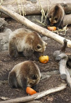 allcreatures:  allcreatures: Grizzlies at Cleveland MetroParks Zoo dig into their Thanksgiving dessert - sugarless, crustless pumpkin pie.  Photo: Tony Dejak, Associated Press / SF (via Day in Pictures, Nov. 21, 2012 - SFGate)   bears!