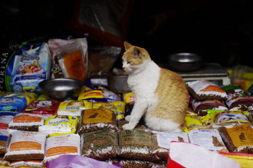 Pet Store Cat (by AShine42)