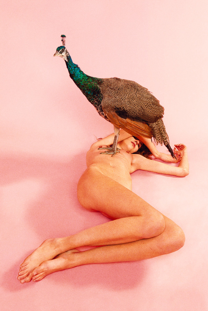 likeafieldmouse:  Ryan McGinley - Animals (2012) 1. Peacock (Rose Quartz) 2. Ibex