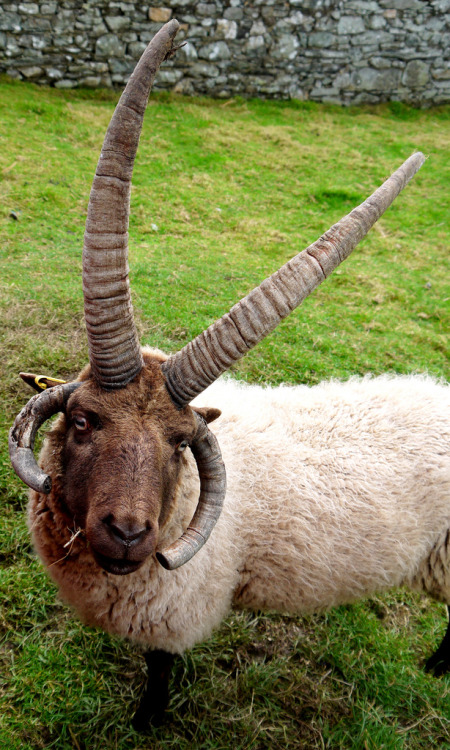 Loaghtan Sheep-Isle of Man (by gajtalbot)