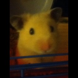 Why are you so damn cute?! #hamster #baby