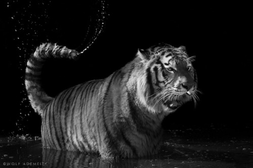 photos by Wolf Ademeit.