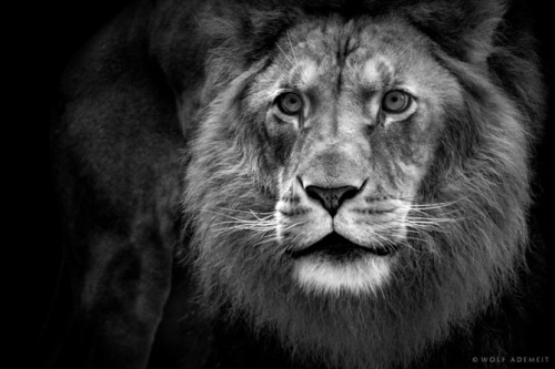 photos by Wolf Ademeit.