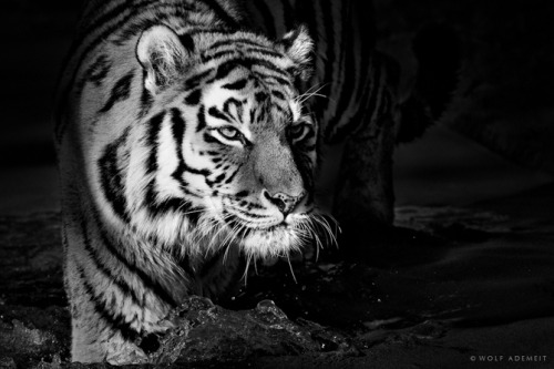 photos by Wolf Ademeit.