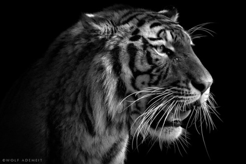 photos by Wolf Ademeit.