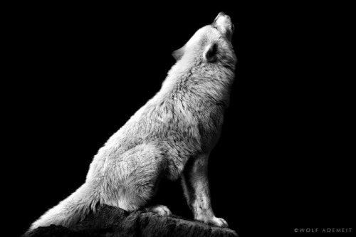 photos by Wolf Ademeit.
