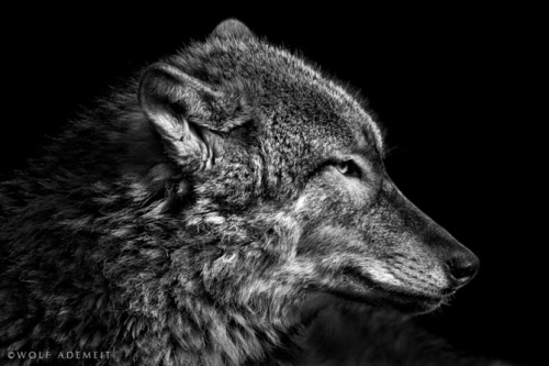 photos by Wolf Ademeit.
