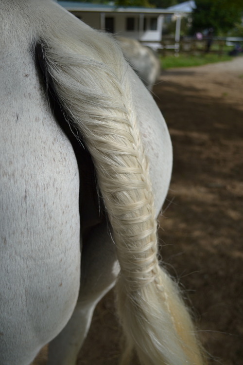 o-tra:  Dawn’s tail hehe