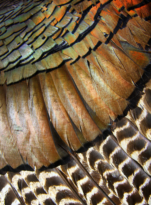 birdblog:Wild turkey feathers, by helenjagcat