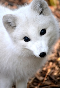 loveforearth:  “Arctic Fox” by Jean-Christophe